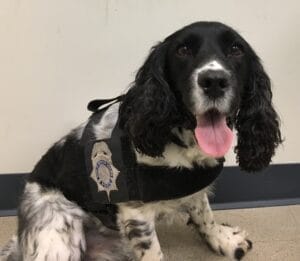 paws of honor - K9 Jude