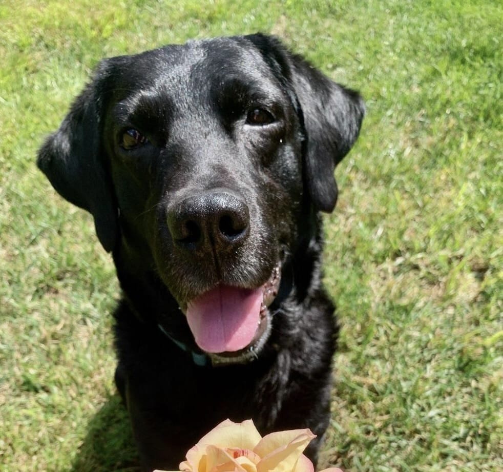 Hero K9 dog posing for camera