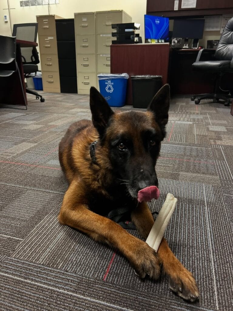 K9 Jäger at work with his handler