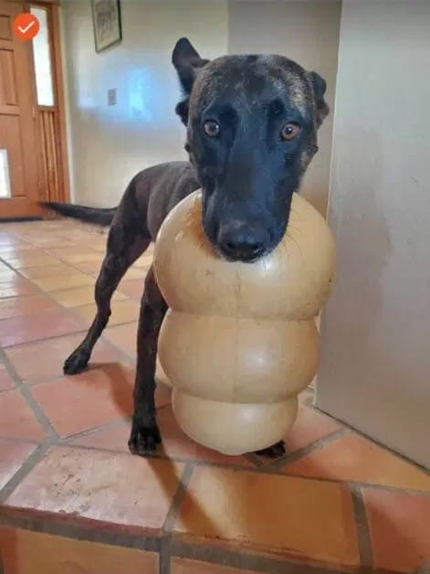 k9 gama paws of honor